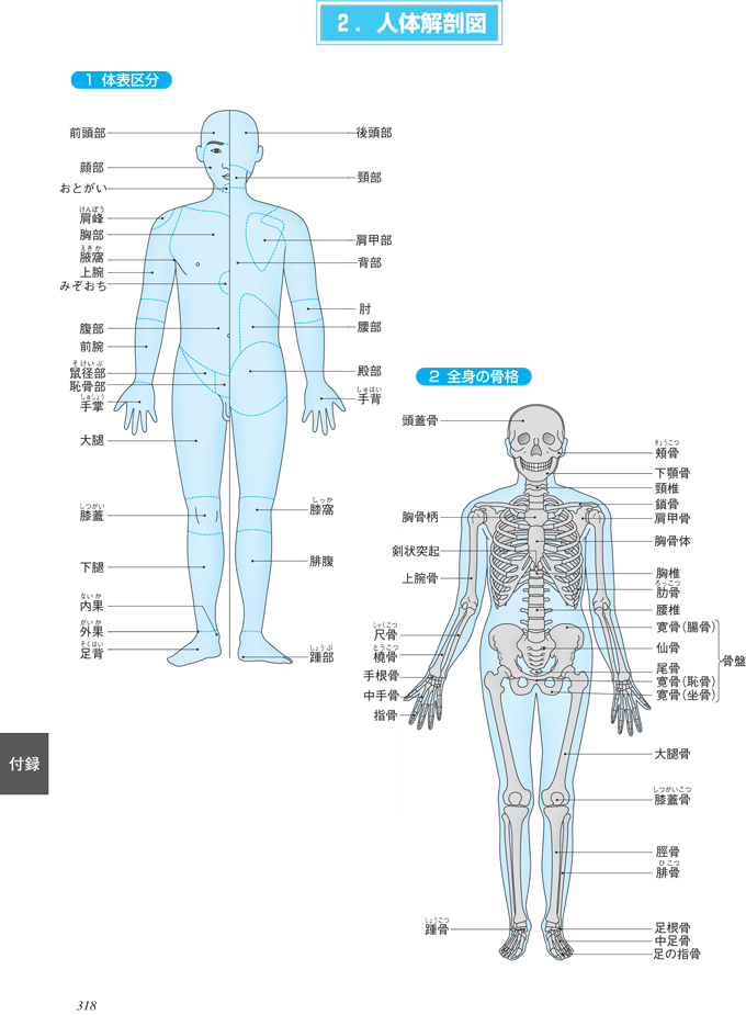 からだ部位名称 – 人体 足の名称 – TJTO